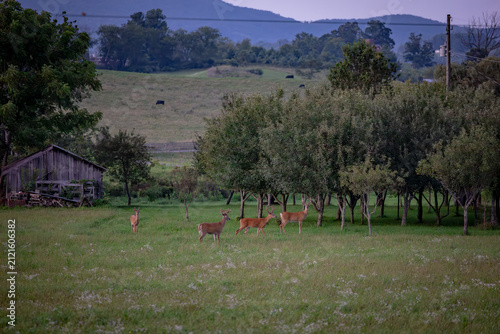 White tail deer in the field in summer