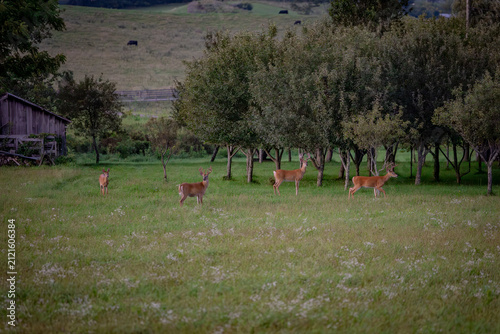 White tail deer in the field in summer