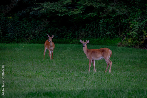 White tail deer in the field in summer