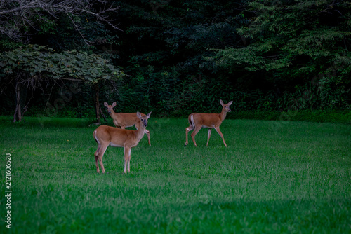 White tail deer in the field in summer