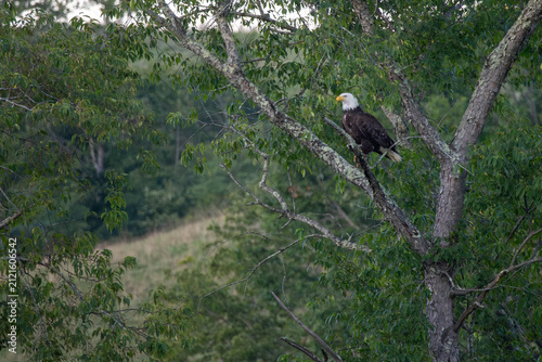 Bald eagle perched in the tree