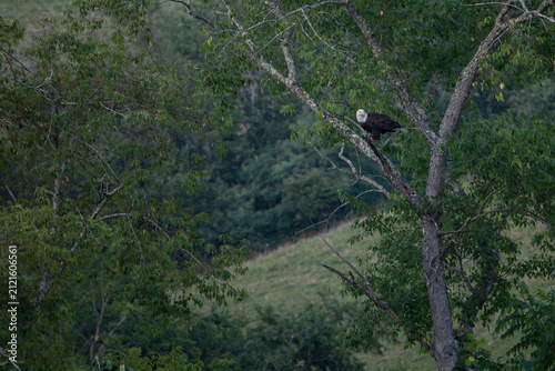 Bald eagle perched in the tree