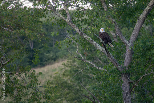 Bald eagle perched in the tree