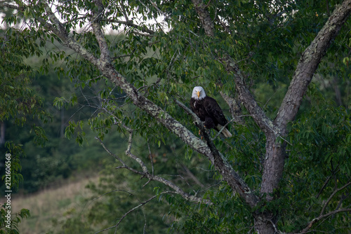 Bald eagle perched in the tree