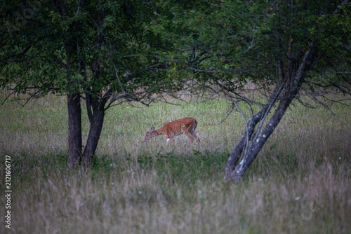 White tail deer in the field in summer