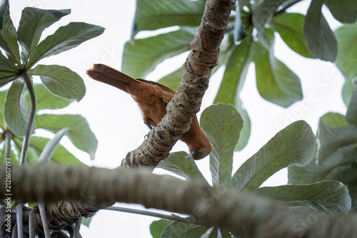 A grey-crested cacholote is searching for food in the tree. A Pseudoseisura unirufa in its natural habitat in the Pantanal. The brown bird belongs to the Furnariidae family.