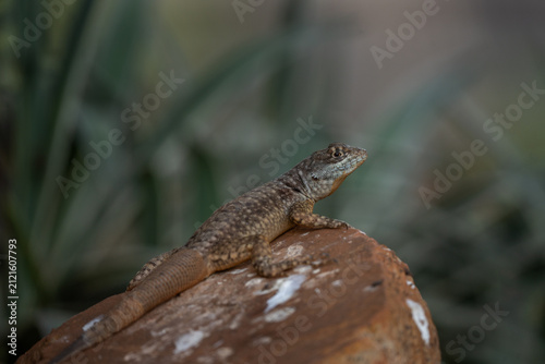 An Amazon lava lizard in the garden in the Pantanal region during the day.  A tropidurus torquatus lizard sunbathing in the Amazon rainforest.