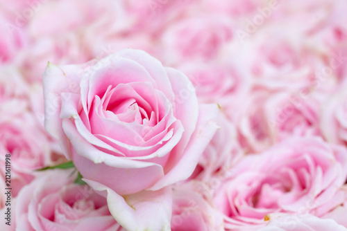 ピンクの薔薇の花
