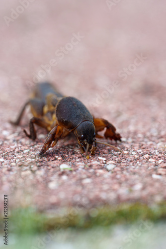Vertical Macro Close Up of a Brown Mole Cricket Crawling on the Ground