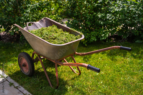 Foto Old garden wheelbarrow with grass after lawn mower
