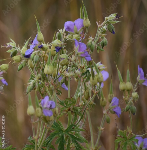 Geranium pratense in the Morning
