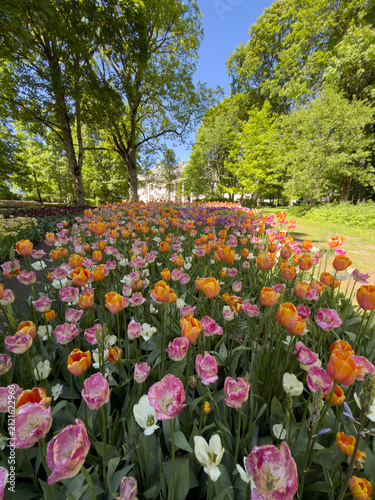 Colorful tulip garden in a park during springtime with people enjoying the view