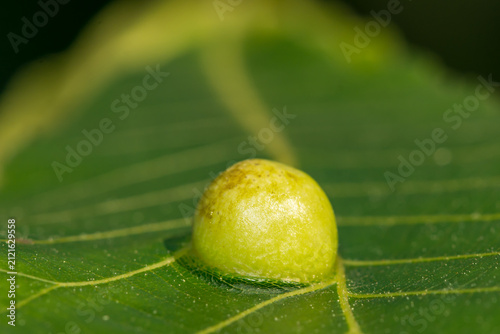 Hickory Leafstem Gall Phylloxera - Phylloxera caryaecaulis