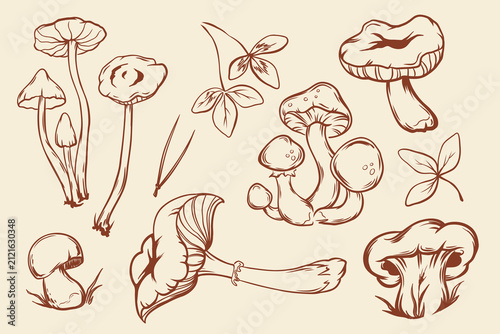 Rustic monochrome vector illustration of various wild mushrooms. Hand-drawn graphic art style featuring intricate cross-hatching and bold linework on a clean background. Perfect for eco-friendly brand