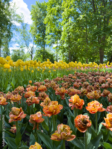 Colorful tulip garden with yellow and orange flowers in full bloom during a sunny day
