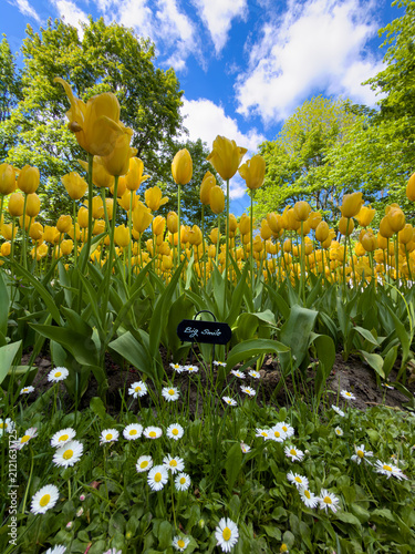 Bright yellow tulips and white daisies grow under blue sky in a garden on a sunny day
