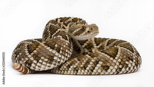 Adult Prairie Rattlesnake Isolated on Seamless White Studio Background