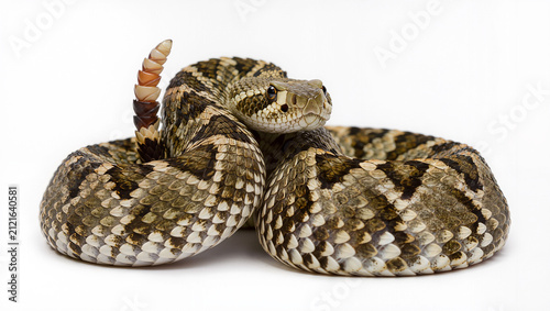 Adult Prairie Rattlesnake Isolated on Seamless White Studio Background