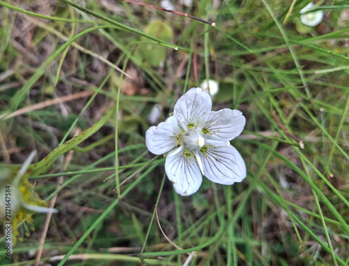 small and solitary white five-petaled flower in the countryside