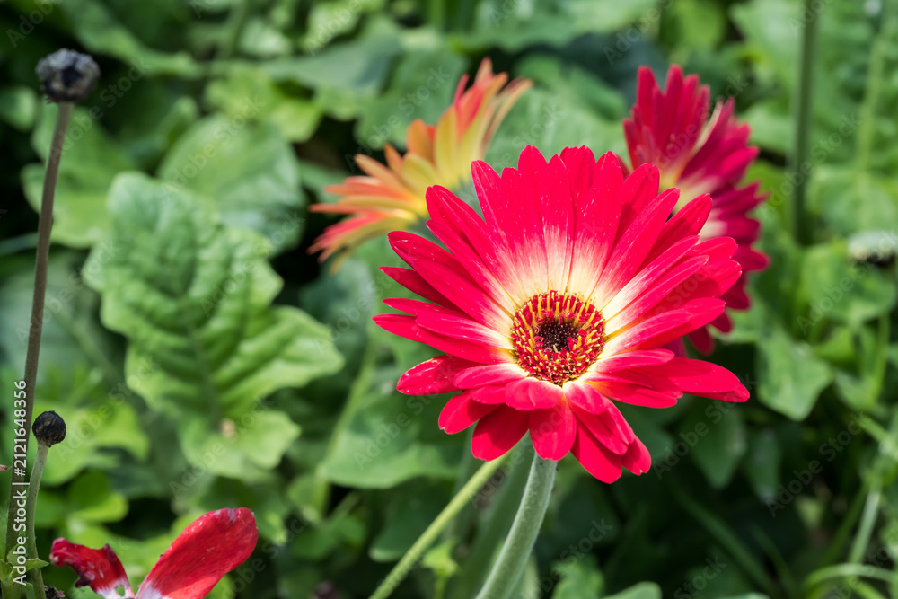 Foto Beautiful Gerbera Daisy flower.