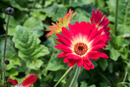 Фотография Beautiful Gerbera Daisy flower.