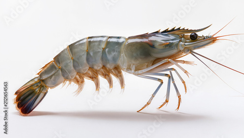 Adult Prawn Isolated on Seamless White Studio Background