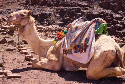 camel in the desert
