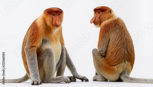 Adult Proboscis Monkey Isolated on Seamless White Studio Background