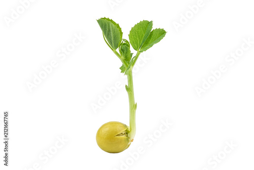 Young pea seedling sprouting from its seed
