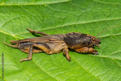 European Mole Cricket - Gryllotalpa gryllotalpa