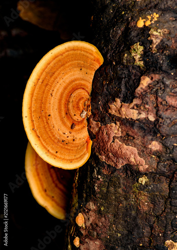 Konstfotografi trametes coccinea bracket fungus growing