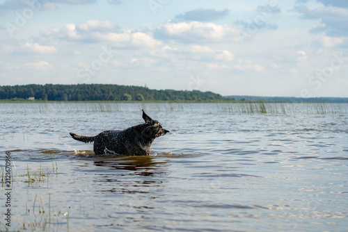 Black dog shakes water from its fur while wading in a lake
