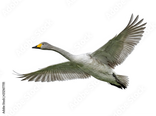 Swan in flight wings fully extended side view isolated on transparent background for composite designs and digital art projects