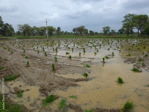 Rice Paddies After Rainfall - Agricultural Landscape