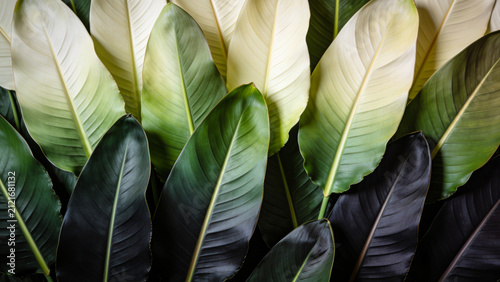 Green tropical leaves gradient texture background. Strelitzia Reginae flower foliage color ombre: from dark purple to white. Jungle, exotic, lush, nature, botanical backdrop. Close up, space