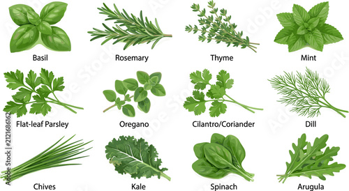 Fresh culinary herb and leafy green vector icon set featuring realistic illustrations of basil rosemary thyme mint parsley oregano cilantro dill spinach kale arugula chives
