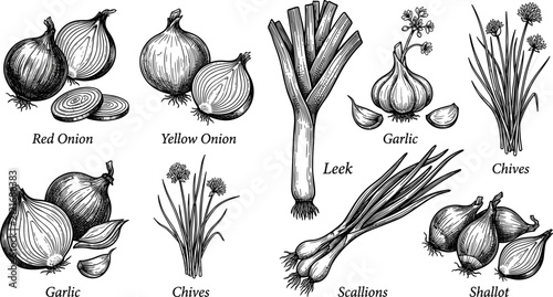 Vintage hand drawn onion and garlic vector set featuring engraved illustrations of leek shallot scallions chives yellow and red onions for rustic botanical culinary design