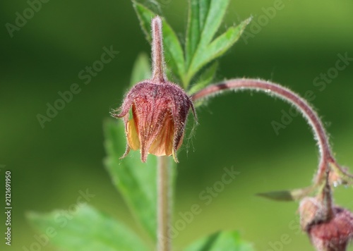 Geum rivale (water avens) wildflower