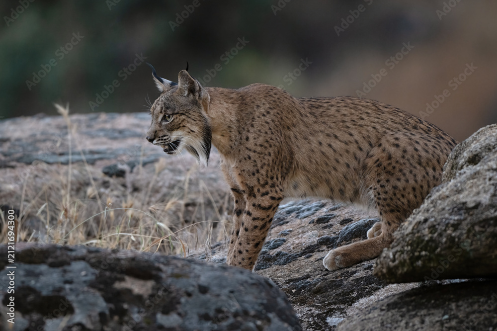 Obraz premium Iberian Lynx (Lynx pardinus) Sierra de Andújar, Andalucia, Spain
