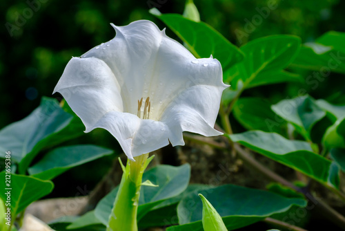 White Devil's Trumpet Datura Flower Close-Up