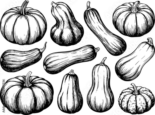 Obraz na płótnie 秋のために白い背景に孤立した様々なカボチャとスカッシュ（ウリ科野菜）の手書きコレクション