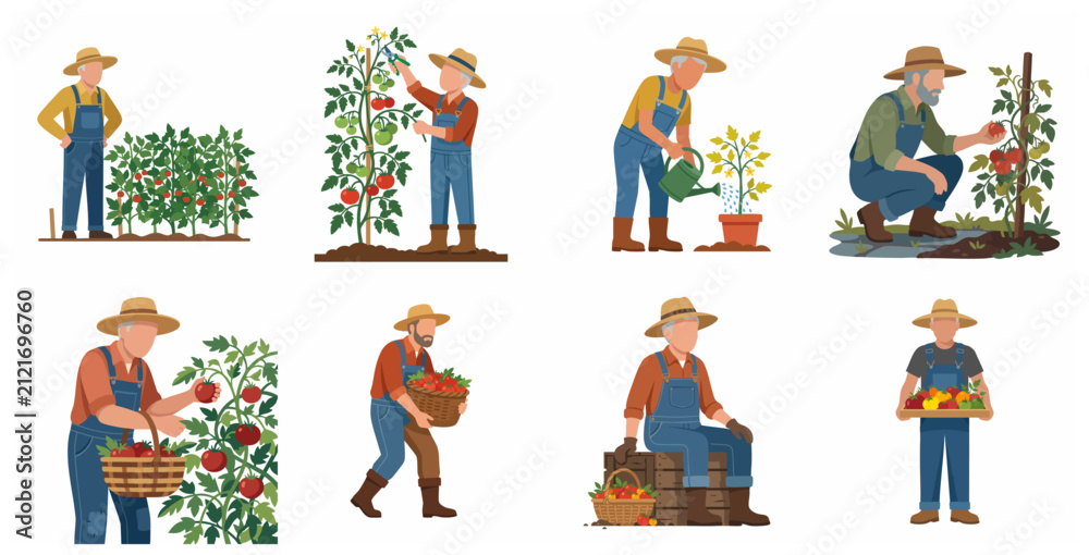 Fototapeta premium Set of senior male farmer illustrations growing and harvesting organic tomatoes, elderly man gardening character kit, flat vector design on white background.