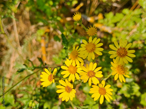 yellow wildflowers illuminated by bright morning sunlight.