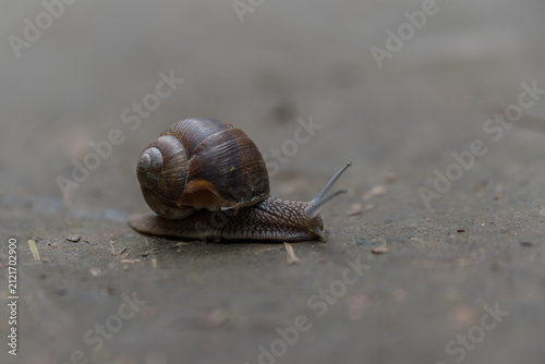 Photography A close-up of a brown garden snail moving slowly on a textured surface