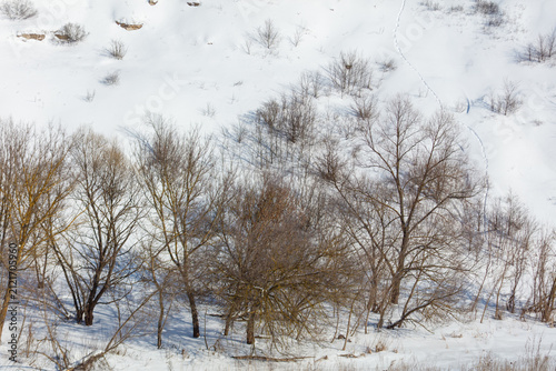 Принти на полотні Snow blankets bare trees on a quiet hillside