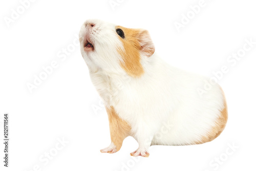 Small guinea pig standing on a white background while looking upward. Clean studio image suitable for pet care, veterinary