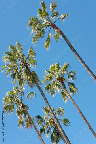 Looking up at towering palm trees with long slender trunks and large fronds splayed against a clear blue sky, majestic trees lining the road in a tropical destination, perfect setup for a car drive