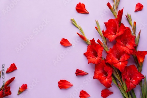 red gladiolion white background