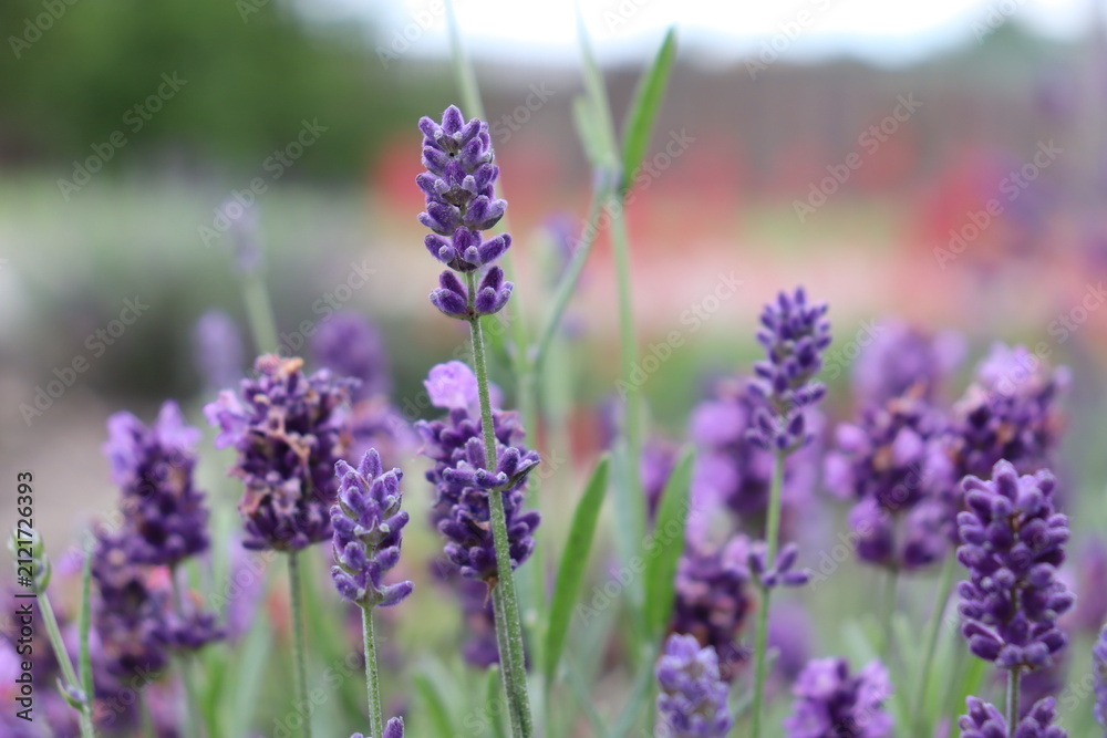 Fototapeta premium lavender flowers 