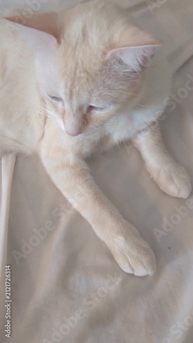 Sleepy Cream Cat Resting on White Linen
